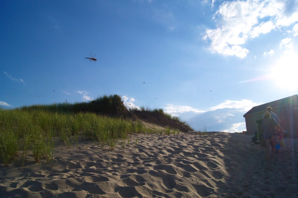 dragonflies everywhere!