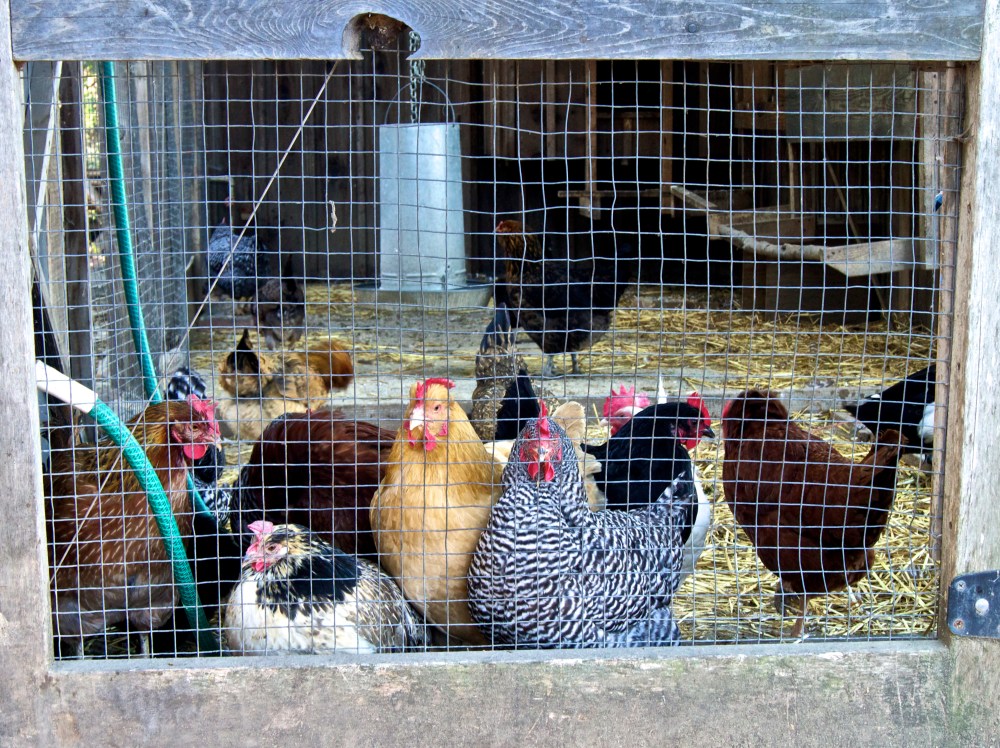 chickens at the edible schoolyard