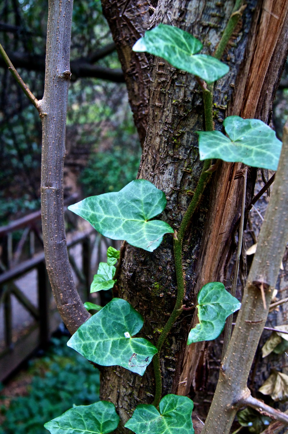 green.