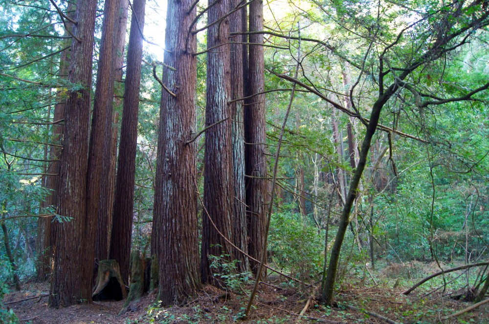 Santa Cruz redwoods