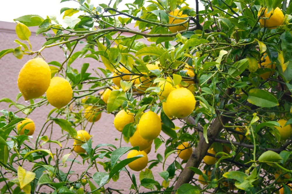 backyard meyer lemon tree