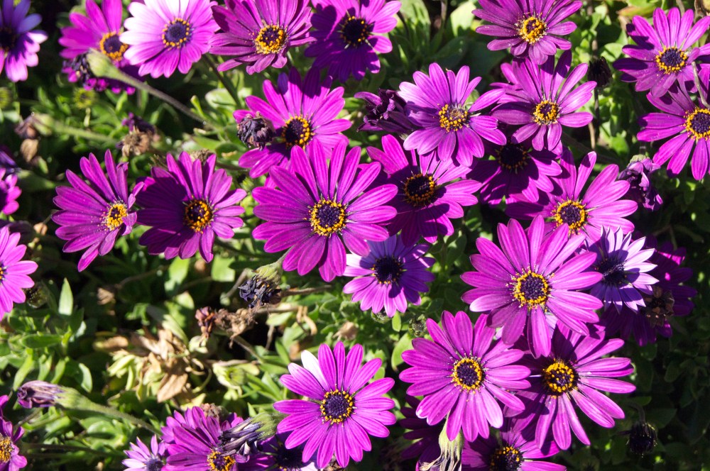 springtime in berkeley