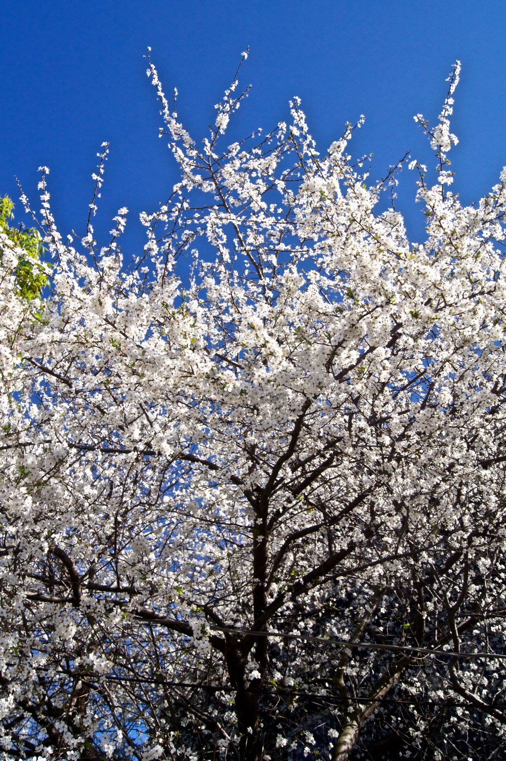 springtime in berkeley