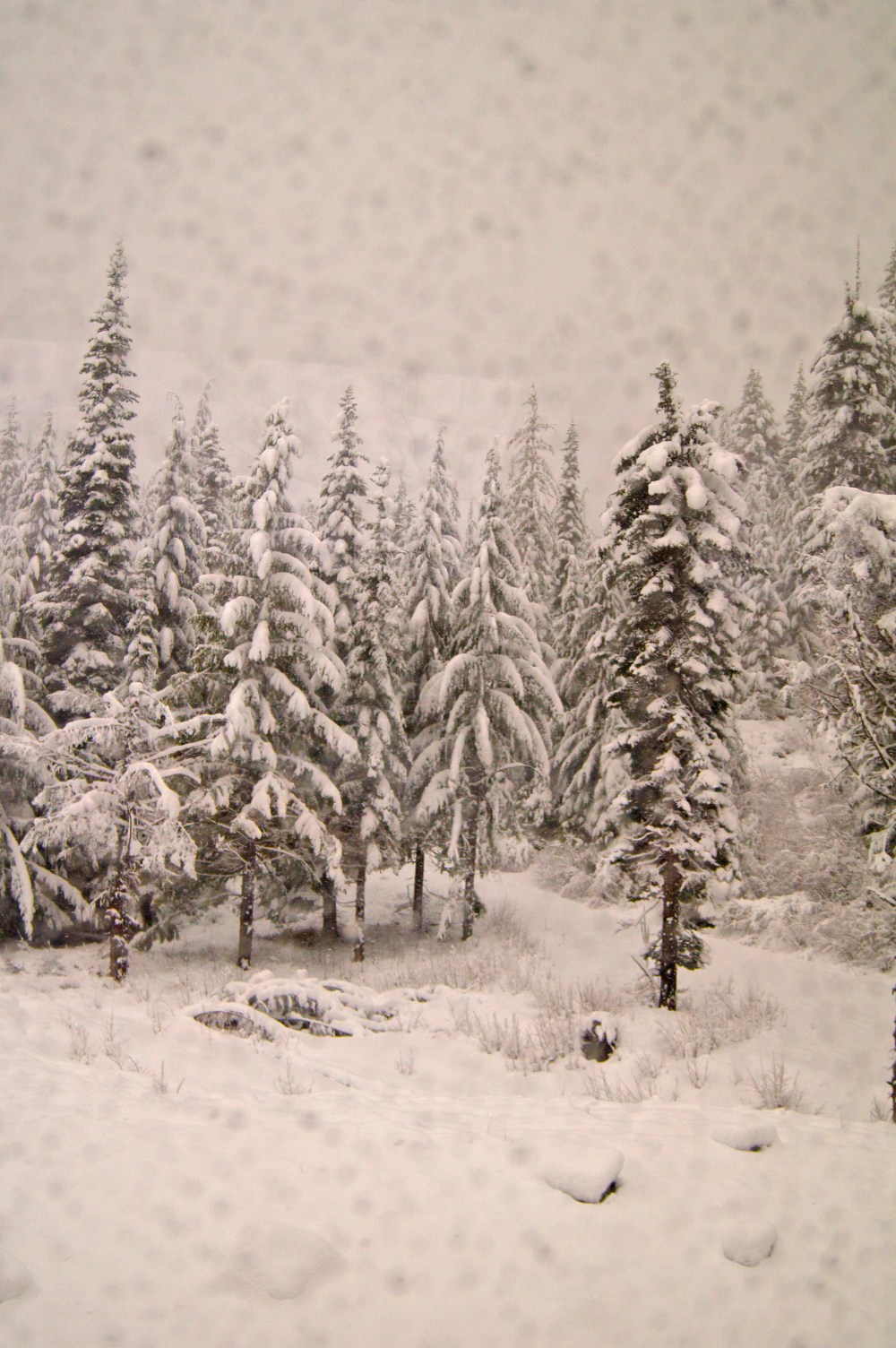 Train ride through Narnia