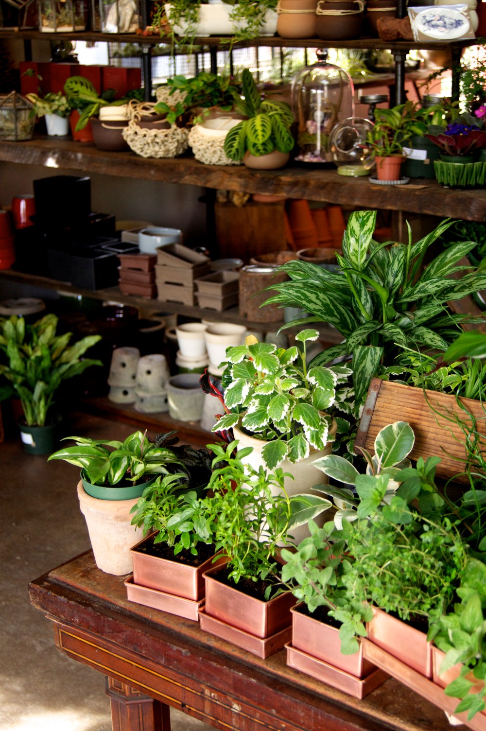 Crimson Horticultural Rarities 