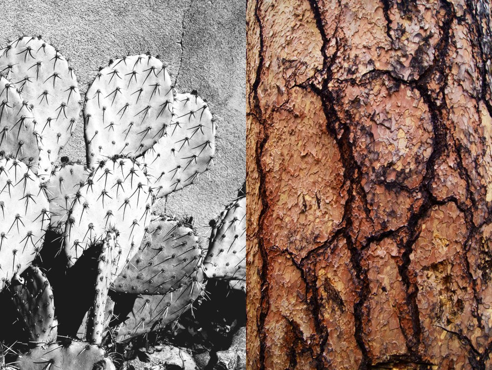 cactus and bark